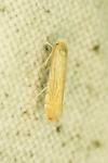 Phyllonorycter parisiella