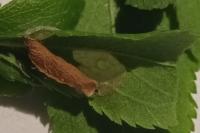 Coleophora prunifoliae