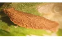 Coleophora prunifoliae