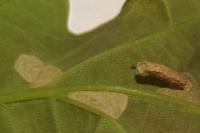 Coleophora lutipennella