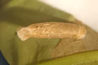 Coleophora lutipennella