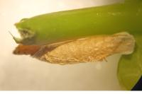 Coleophora lutipennella