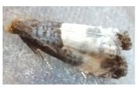 Notocelia cynosbatella