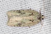 Acleris literana