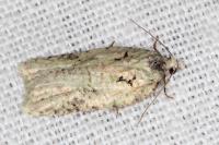 Acleris literana