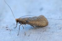 Nematopogon adansoniella