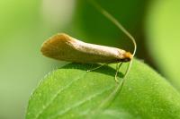 Nematopogon