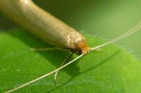 Nematopogon