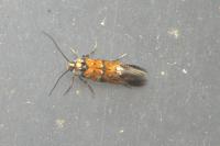 Chrysoesthia drurella