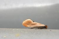 Tinea semifulvella