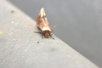 Tinea semifulvella