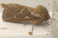 Korscheltellus lupulinus