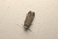 Endrosis sarcitrella