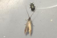 Coleophora