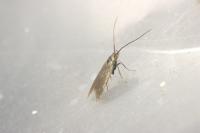 Coleophora