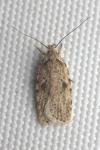 Agonopterix