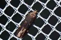 Aproaerema anthyllidella