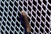 Aproaerema anthyllidella