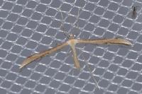 Emmelina monodactyla