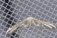 Emmelina monodactyla