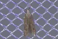 Oxypteryx helotella