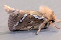 Korscheltellus lupulinus