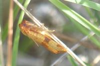 Cacoecimorpha pronubana