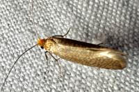 Nematopogon