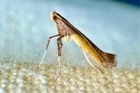 Caloptilia azaleella