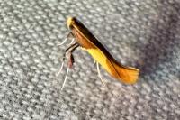 Caloptilia alchimiella