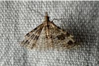 Alucita hexadactyla