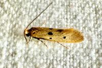 Tinea trinotella