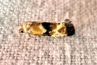 Eupoecilia angustana