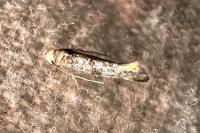 Swammerdamia pyrella