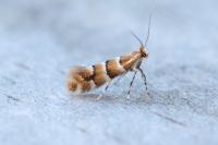 Phyllonorycter emberizaepenella