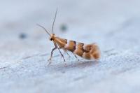 Phyllonorycter emberizaepenella