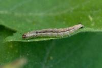 Ypsolopha falcella