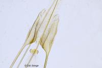 Scrobipalpa costella