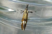 Alabonia geoffrella