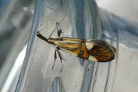 Alabonia geoffrella