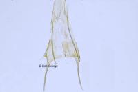 Anacampsis timidella