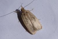 Agonopterix yeatiana