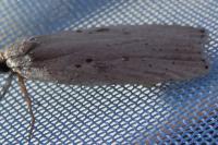 Agonopterix yeatiana
