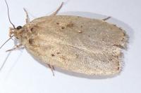 Agonopterix yeatiana