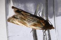 Eucosma