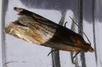 Eucosma