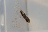 Niditinea