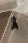 Spuleria flavicaput