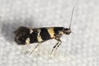 Denisia albimaculea