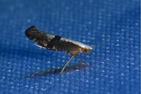 Argyresthia spinosella